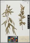Foto von Salix alba L. x Salix fragilis L.